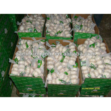 5.5cm 3P normal white garlic for russia market